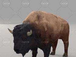 野牛牦牛 buffalo