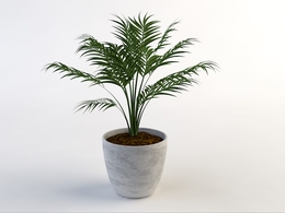 室内装饰植物C4D模型(11) Interior plants 3d model