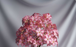 粉红色小花盆景C4D模型 Bonsai flowers