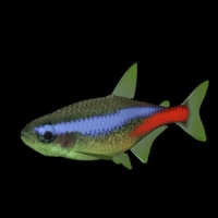 海洋鱼模型：霓虹灯鱼3D模型 Neon