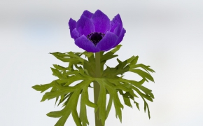 银莲花C4D模型 Poppy Anemone