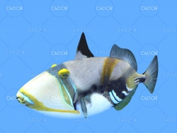 毕加索扳机鱼比加索扳机鲀C4D动画模型 picasso triggerfish c4d model