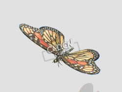 蝴蝶C4D模型下载 Butterfly