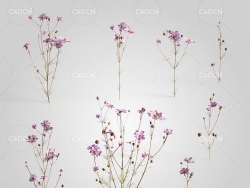 秋英波斯菊秋樱格桑花菊花C4D模型 Cosmos 3d model