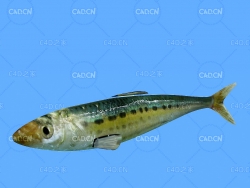 沙丁鱼C4D动画模型 sardine c4d model