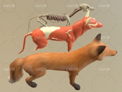 C4D狐狸解剖骨骼骨架肌肉模型