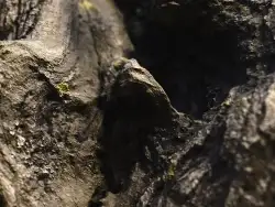 【fineC4D工程】写实树干