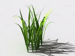 野草植物C4D模型 wild-grass-e2