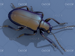 薯蓣甲虫 昆虫甲虫C4D模型 Dioscorea Jeaf beetle