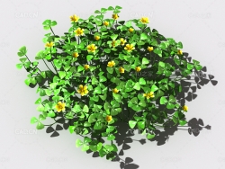 酸浆草酸酸草斑鸠酸三叶酸酸咪咪钩钩草植物C4D模型 oxalis-a4