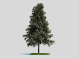松树 景观树 欧洲赤松C4D模型 pinus sylvestris 3d model