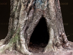 树根树洞3D扫描模型 Tree hole c4d model