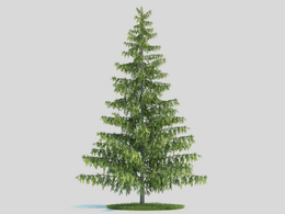 景观树 塔松 松树C4D模型 pinus 3d model