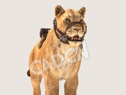 C4D母狮雌狮模型（包含骨骼绑定未包含动画) lioness 3D Model