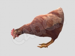 散养的三黄鸡觅食的老母鸡家禽C4D动画模型 Chicken