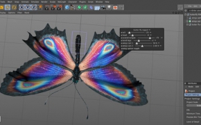 C4D蝴蝶模型（Xpresso绑定） fully rigged C4D Xpresso butterfly rig