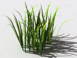 野草植物C4D模型 wild-grass-d1
