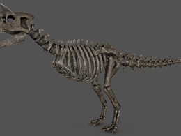 恐龙骨骼 恐龙化石C4D模型 skeletal carno 3d model