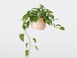 CINEMA 4D室内绿植：白色现代花盆中的垂吊绿萝心形叶片高品质3D悬挂植物模型C4D盆栽绿