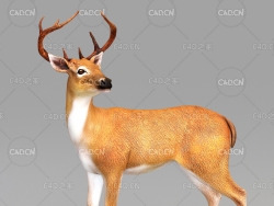 白尾鹿雄鹿 deer