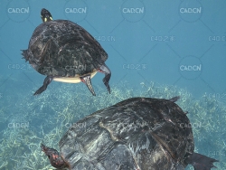 黄斑侧颈龟绑定动画C4D模型 Podocnemis unifilis