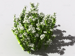 百里香植物C4D模型 thyme-c