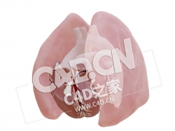 C4D心脏大动脉转位模型-1 Transposition of the great arteries-1