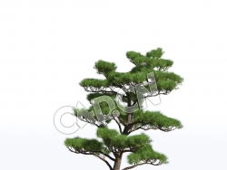 C4D日本赤松赤松松树辽东赤松短叶赤松模型 Pinus densiflora 3d model