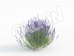 C4D一大株开花的薰衣草模型 Lavandula_H