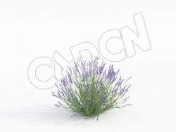 C4D香草薰衣草模型 Lavandula_E
