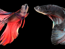 金鱼3D模型 Betta Fish