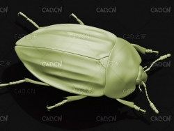 埋葬虫食腐甲虫腐肉甲虫 昆虫甲虫C4D模型 Carrion beetle