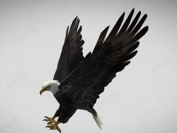 白头鹰飞翔的老鹰动画 landing-eagle-with-animations