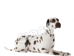 爬在地上的大麦町犬斑点狗C4D模型