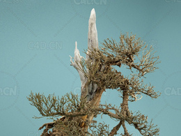 残枝败叶迎客树景观老树Dead Bonsai 03