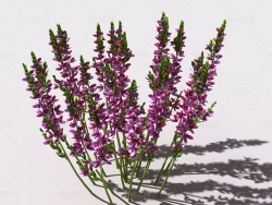 石南花植物C4D模型 heather-4