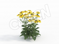 C4D金光菊黄金菊模型 Rudbeckia_F