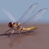 蜻蜓3D模型 dragonfly