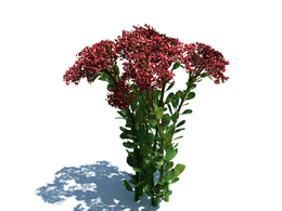 八宝景天植物杂草模型下载Hylotelephium spectabile v3