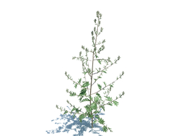 艾草蒿草植物杂草模型下载Artemisia Vulgaris v2