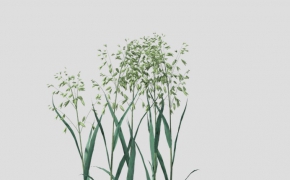 禾苗/水稻C4D模型 Rice 3D model