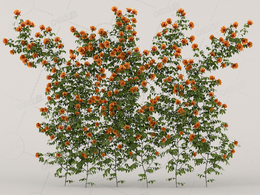 攀爬蔷薇花卉橙黄色月季花C4D模型Roses - Wall - 1.53 m