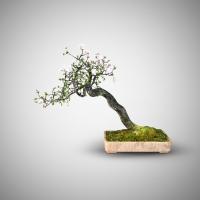 老树开花盆景3D模型