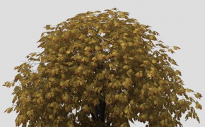 七叶树C4D模型 Horse Chestnut