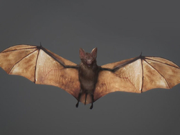 蝙蝠C4D模型（含材质/绑定/动画）Animated Bat 3d model