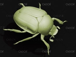 日本丽金龟 昆虫甲虫C4D模型 Popillia japonica