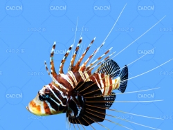 狮子鱼蓑鲉C4D绑定动画模型 lionfish c4d model