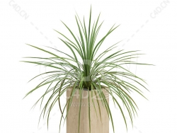 C4D酒瓶兰办公室客厅盆栽绿植模型