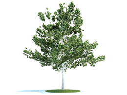大树 桦树C4D模型 betula 3d model