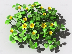 酸浆草酸酸草斑鸠酸三叶酸酸咪咪钩钩草植物C4D模型 oxalis-a2